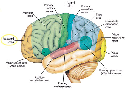 Brain diagram showing prefrontal area of cerebrum