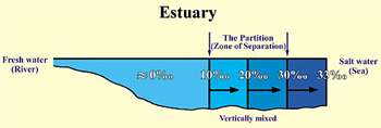 Estuary cross-section showing fresh and salt water separation zone