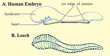 Comparison of leech and human embryo at alaqah stage