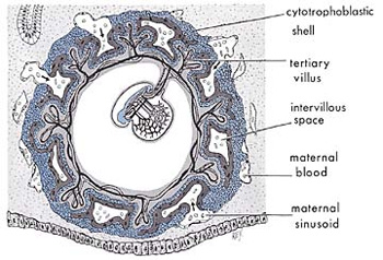 Embryo suspended in the womb