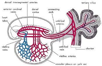 Embryo showing blood clot appearance with primitive cardiovascular system