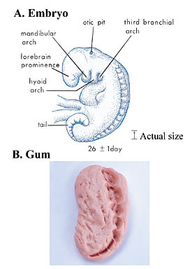 Embryo compared with chewed gum showing mudghah stage
